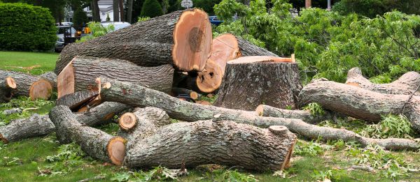 Large Tree Removal in Noblesville