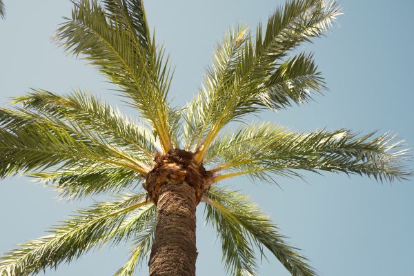 Palm Tree Removal in Noblesville