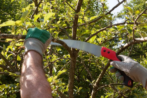 Small Tree Removal in Noblesville