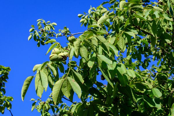 Walnut Tree Removal in Noblesville