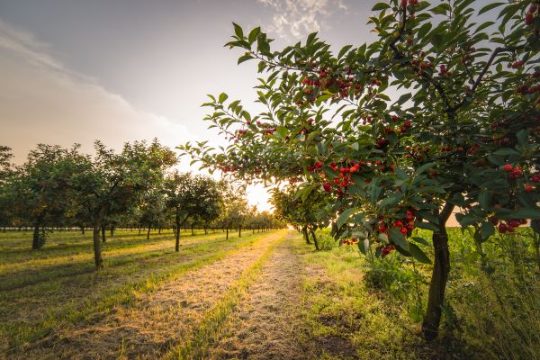 Cost of Cherry Tree Removal in Noblesville