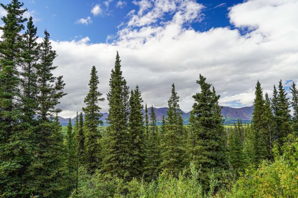 Cost of Spruce Tree Removal in Noblesville