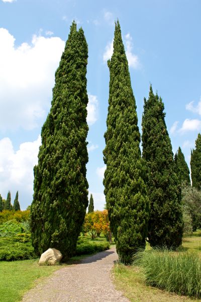 Cypress Tree Removal in Noblesville