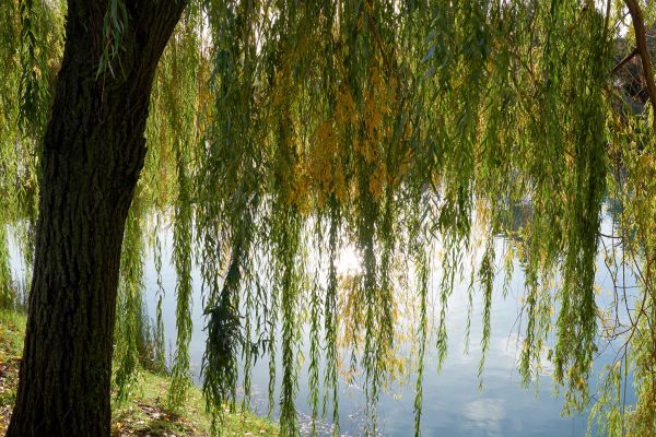 Willow Tree Removal in Noblesville