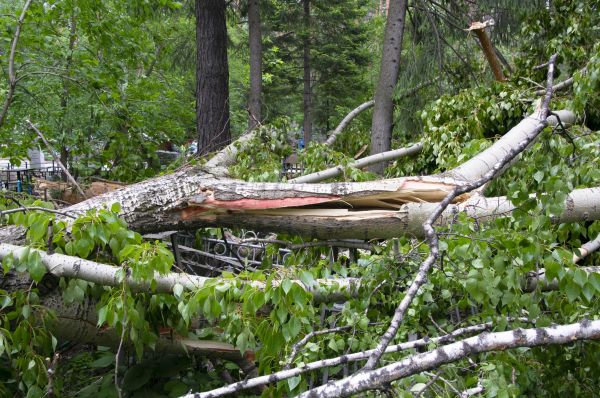 Cost of Birch Tree Removal in Noblesville