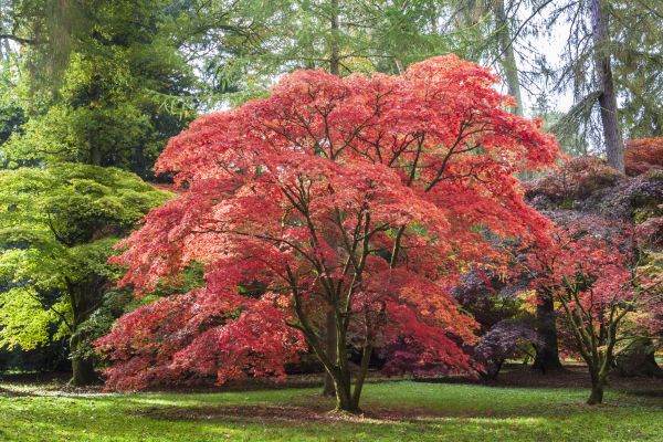 Maple Tree Removal in Noblesville