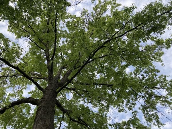 Oak Tree Removal in Noblesville