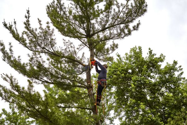 Pine Tree Removal in Noblesville