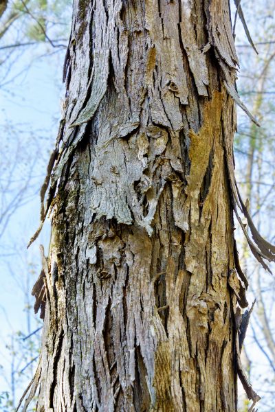 Cost of Hickory Tree Removal in Noblesville