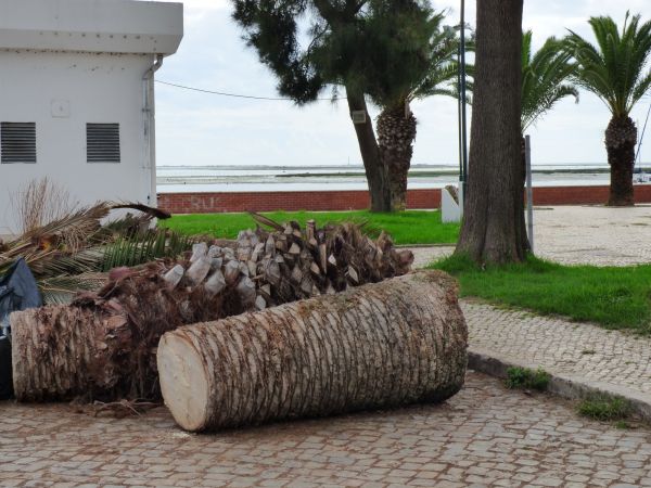 Palm Trees Removal in Noblesville