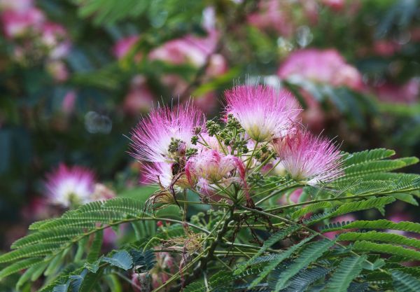 Cost of Mimosa Tree Removal in Noblesville
