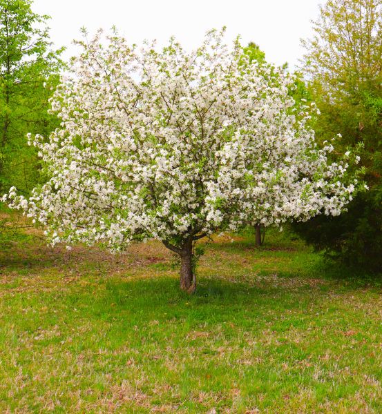 Cost of Dogwood Tree Removal in Noblesville