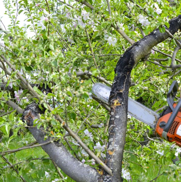 Cost of Apple Tree Removal in Noblesville