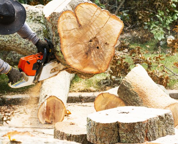 Tree Removal Service in Noblesville