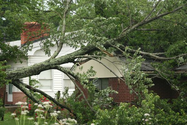 Emergency Tree Removal in Noblesville