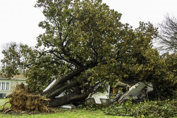 Fallen Tree Removal in Noblesville