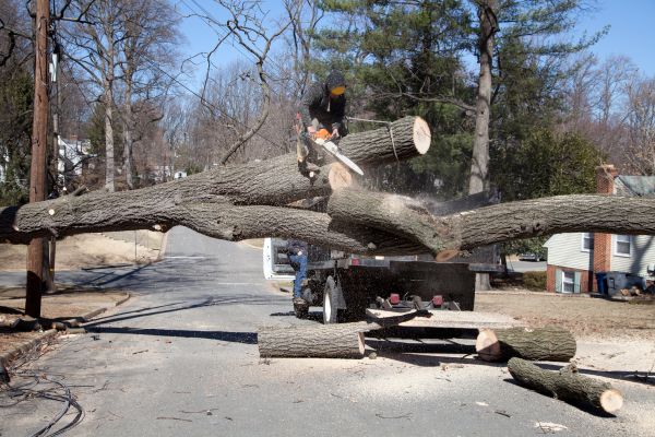 Residential Tree Removal in Noblesville