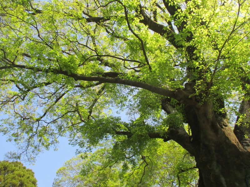 Elm Tree Removal