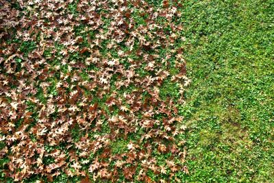 Yard Maintenance