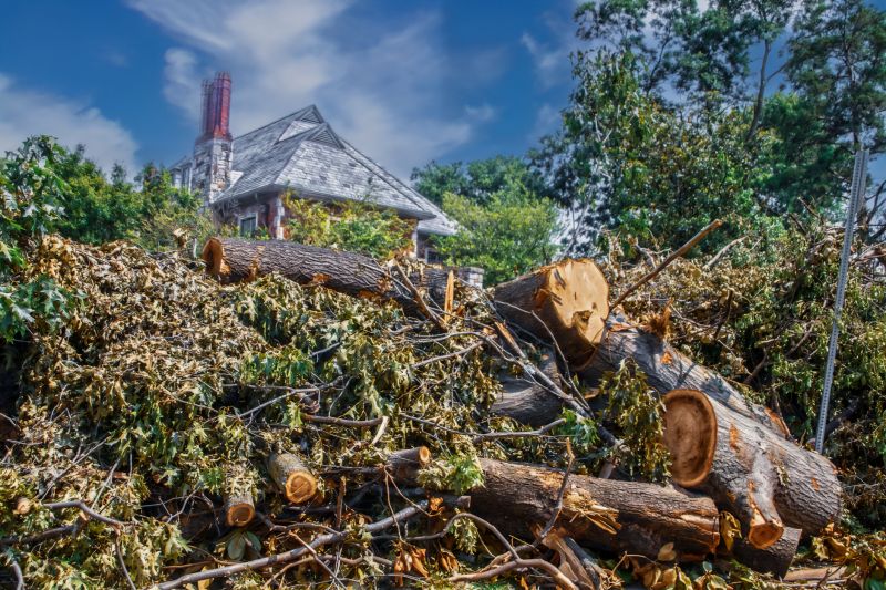 Hickory Tree Removal