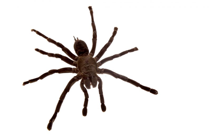 Spider Control Service