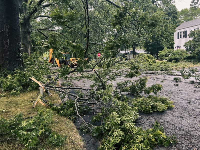 Small Tree Removal