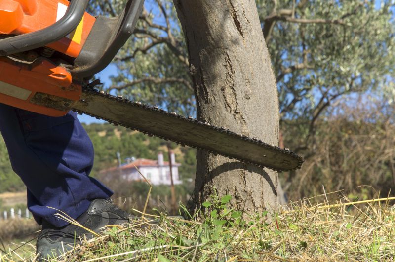 Healthy Tree Removal