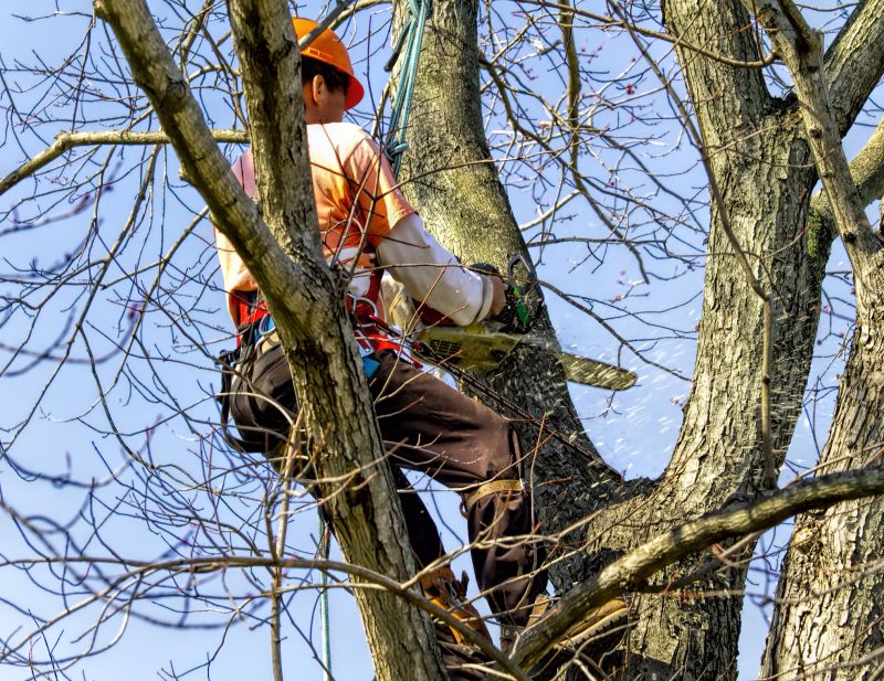 Tree Removal in Progress