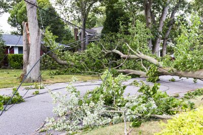 Storm Damage Tree Removal