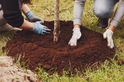 Healthy Tree Maintenance